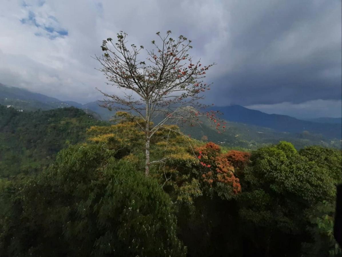 Palmtree Leaf, Munnar Hotel Kültér fotó